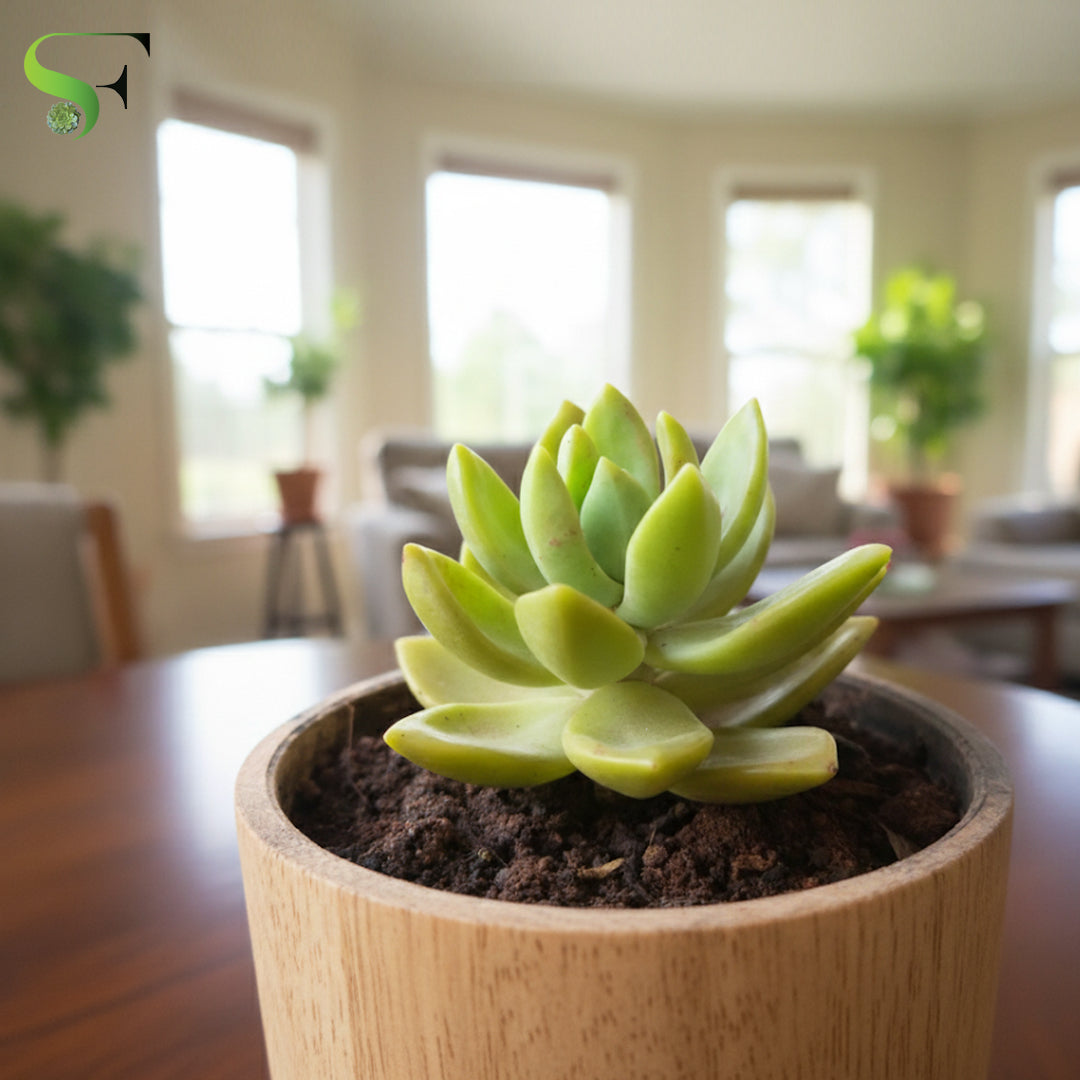 indoor succulent plants india Sedum Adolphii – Succulent Factory India