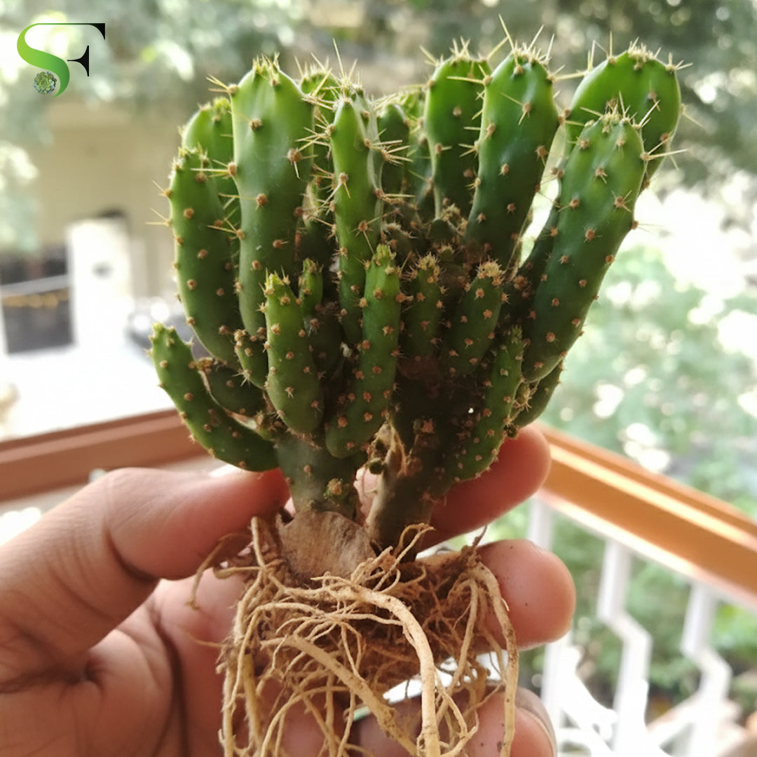 Opuntia Tuna Monstrusa
