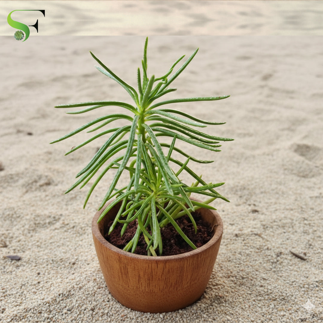 succulent that looks like green sticks Senecio Talinoides (Green Chalk Sticks) – Succulent Factory India