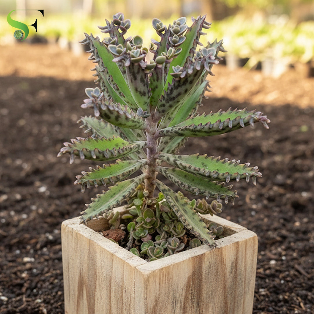 mother of millions succulent Kalanchoe Delagoensis