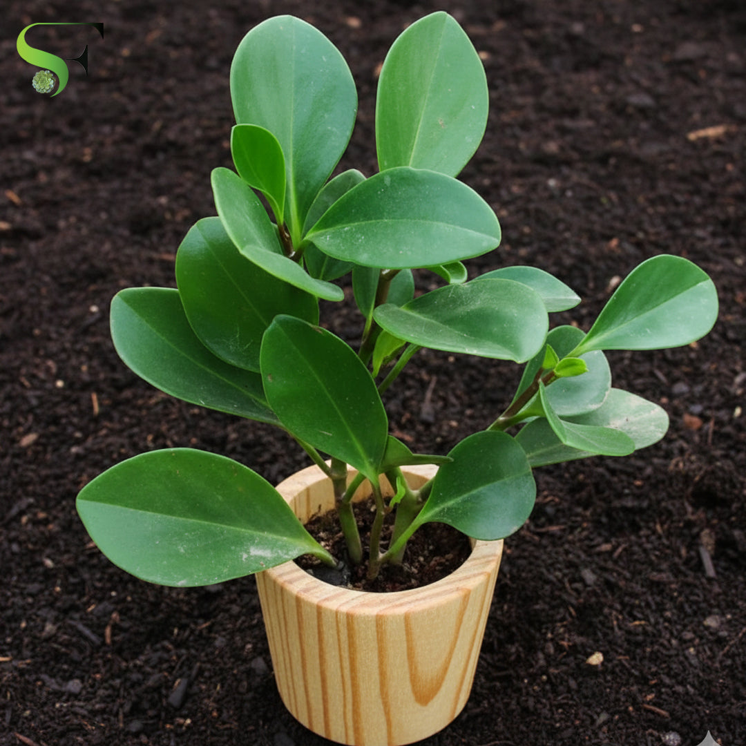 can i use succulent soil for peperomia Peperomia Green – Succulent Factory India