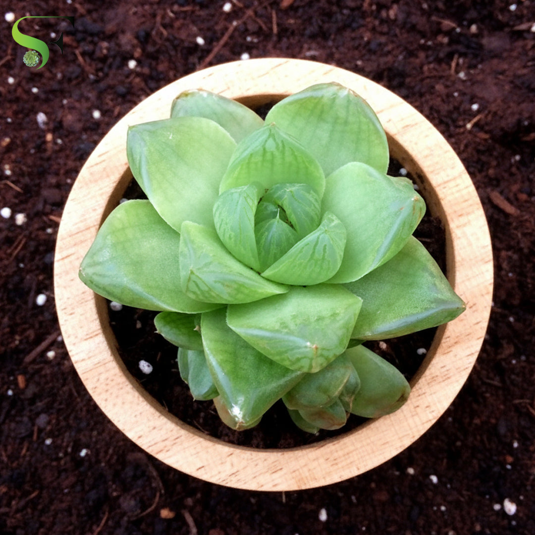 Haworthia Cymbiformis - H3
