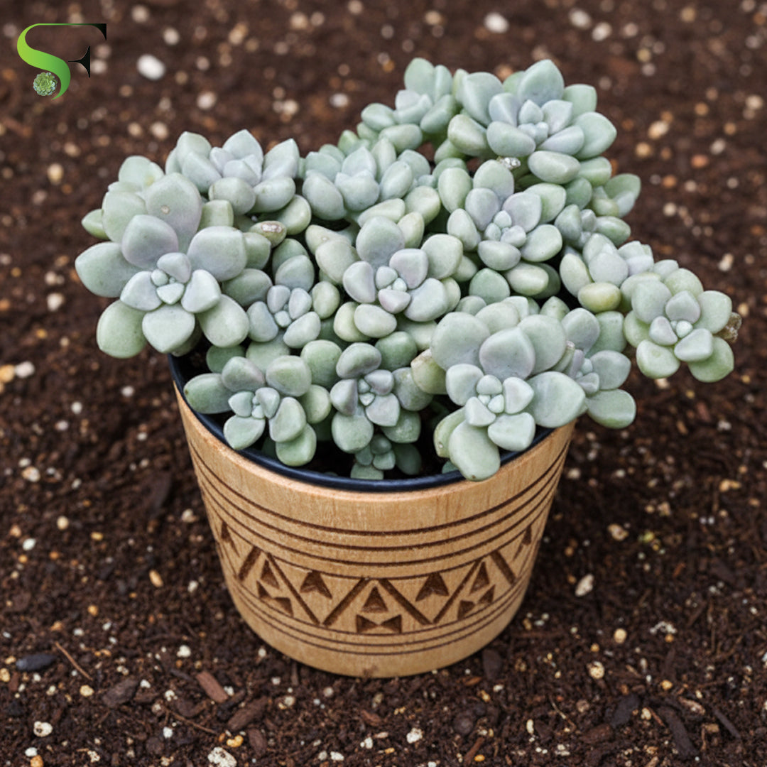 succulents sedum photos Sedum – Succulent Factory India