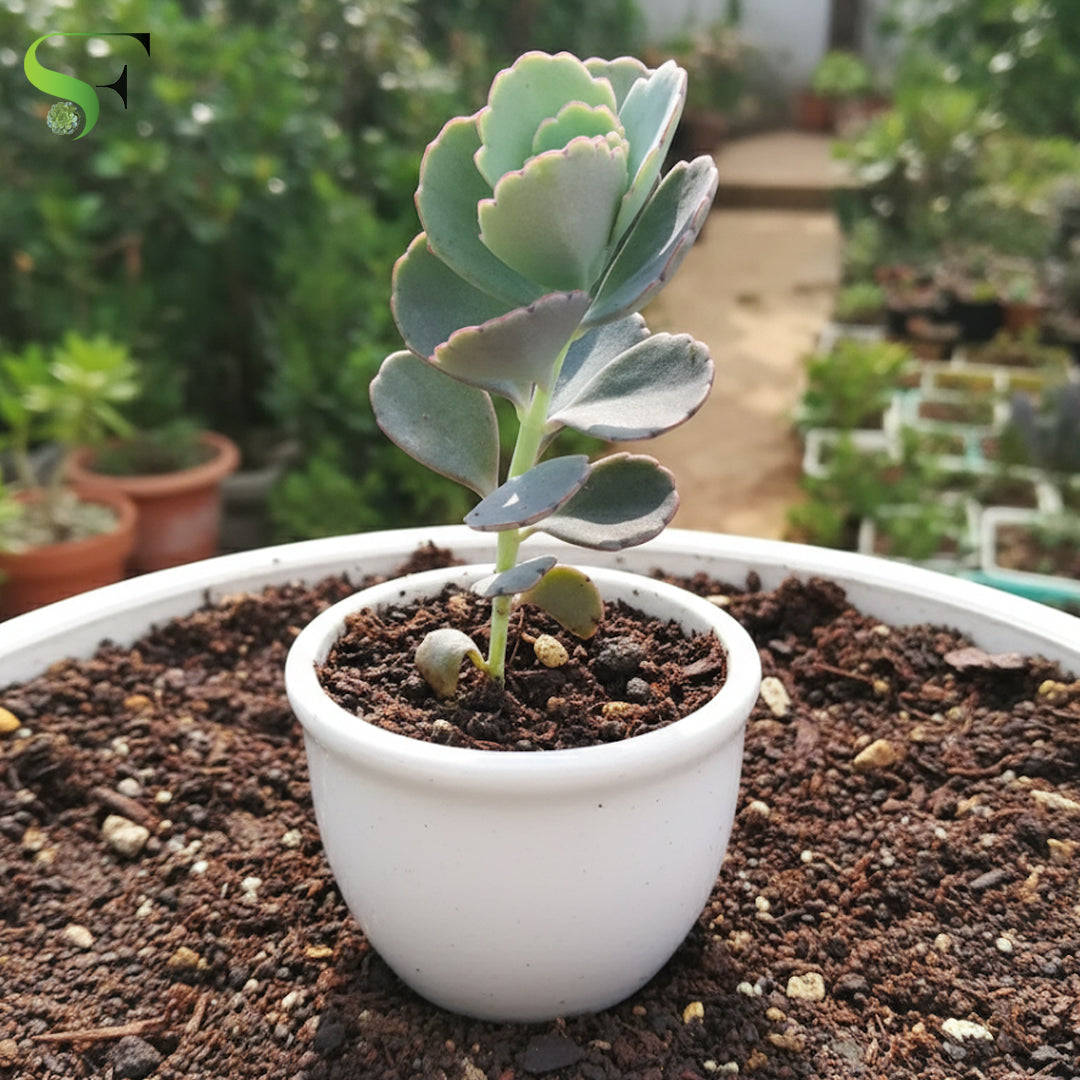 succulents kalanchoe Kalanchoe Fedtschenkoi – Succulent Factory India