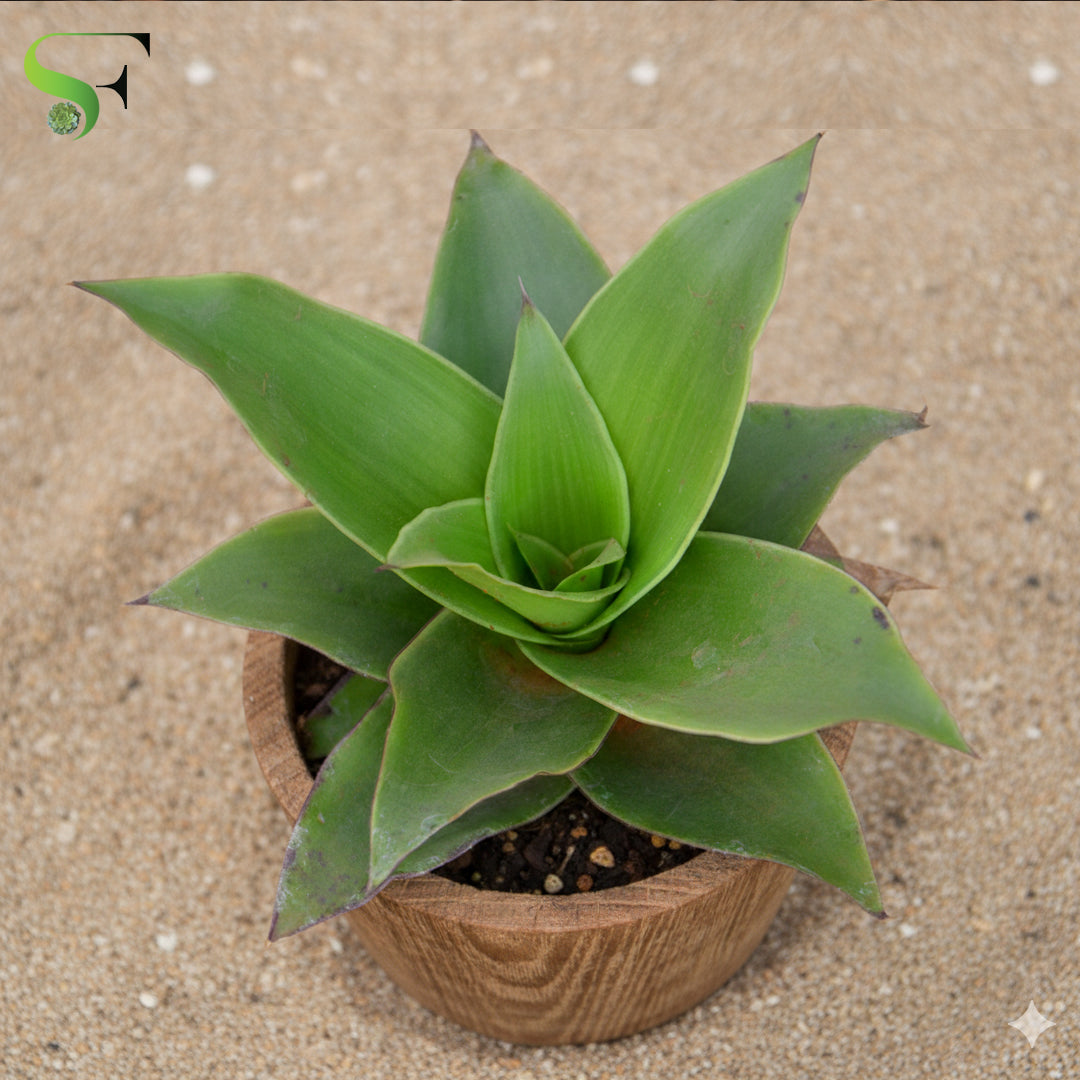 callisia succulent Callisia Fragrans – Succulent Factory India