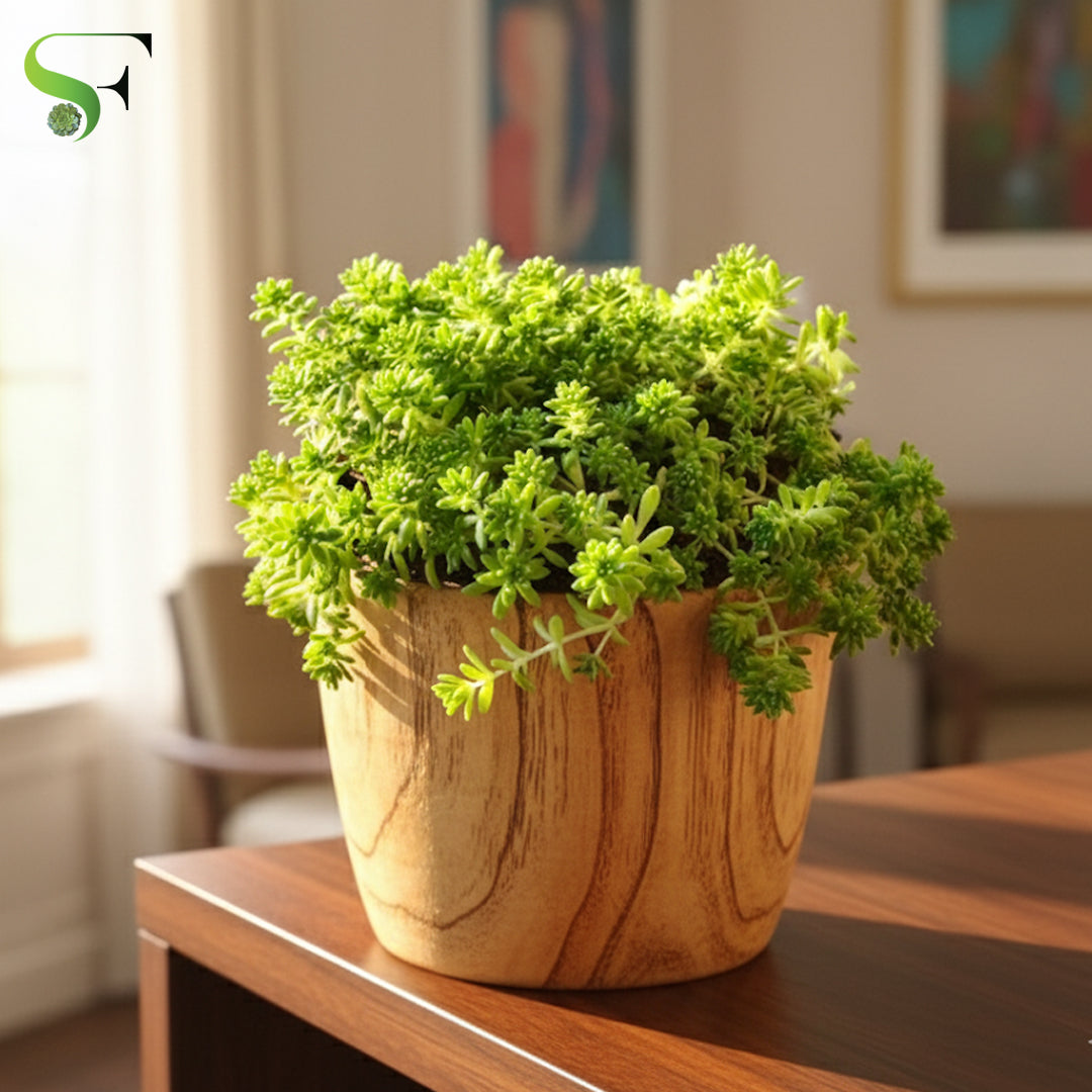 succulents sedum photos Sedum Green Mini – Succulent Factory India