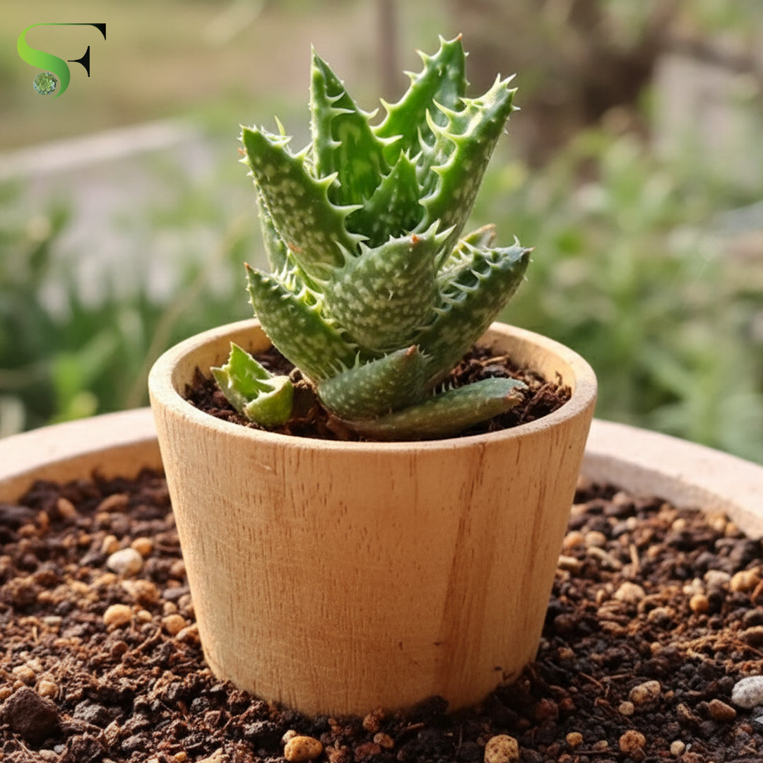 Aloe Juvenna