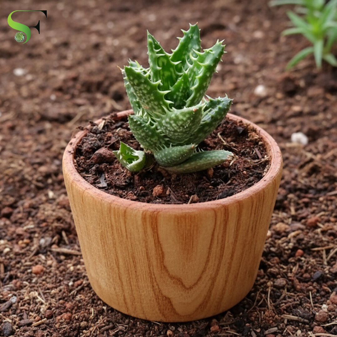 indoor succulent plants india Aloe Juvenna – Succulent Factory India