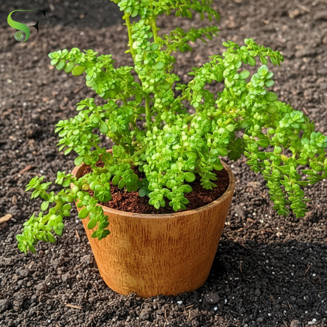 is pilea a succulent Pilea serpyllifolia – Succulent Factory India