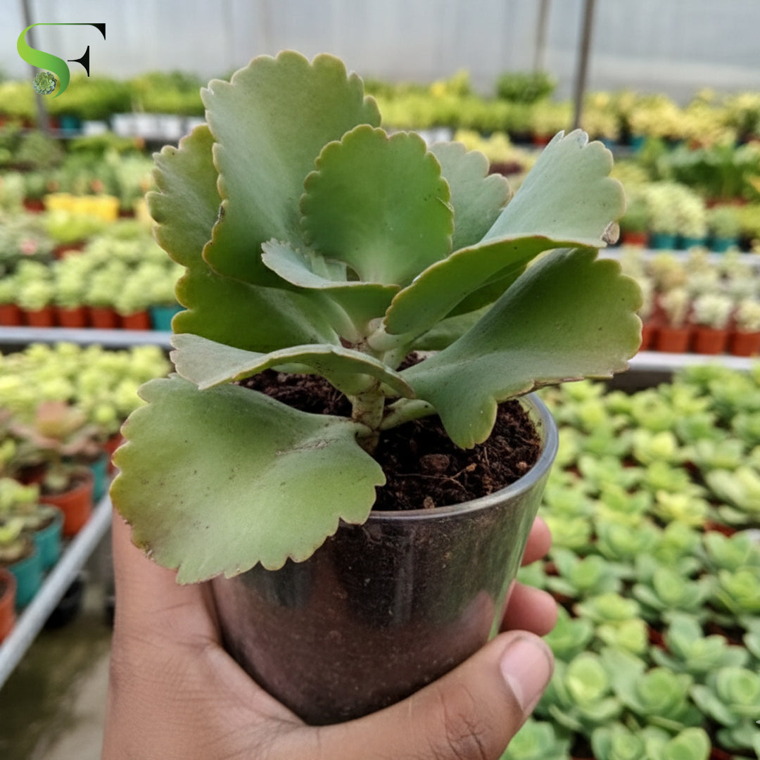 Kalanchoe longiflora