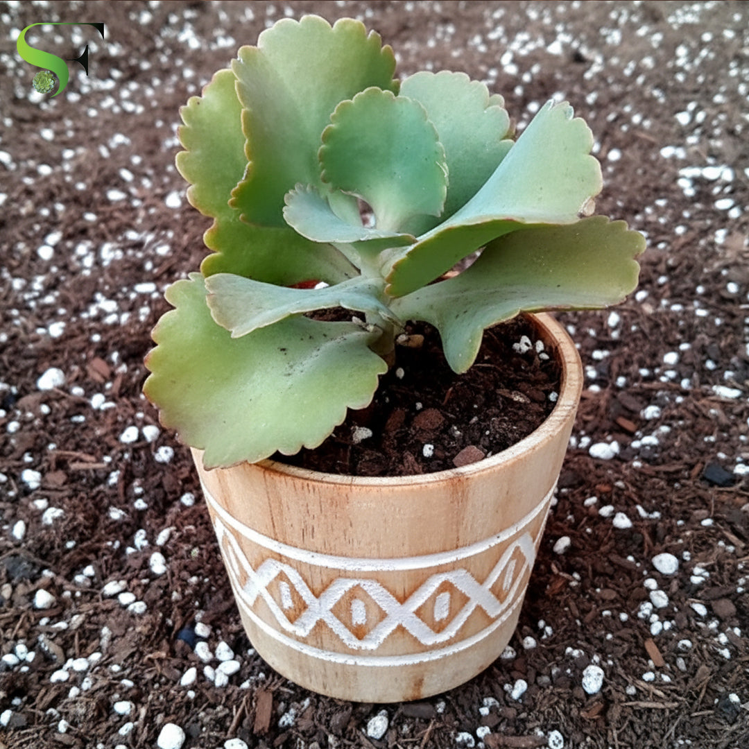 Kalanchoe longiflora