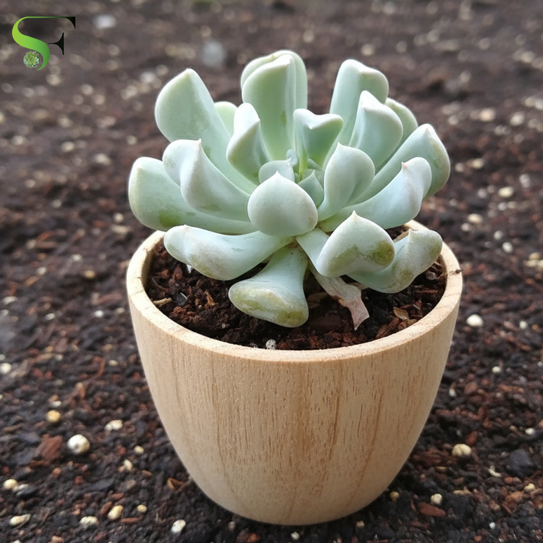 succulent echeveria topsy turvy Echeveria runyonii 'Topsy Turvy' – Succulent Factory India