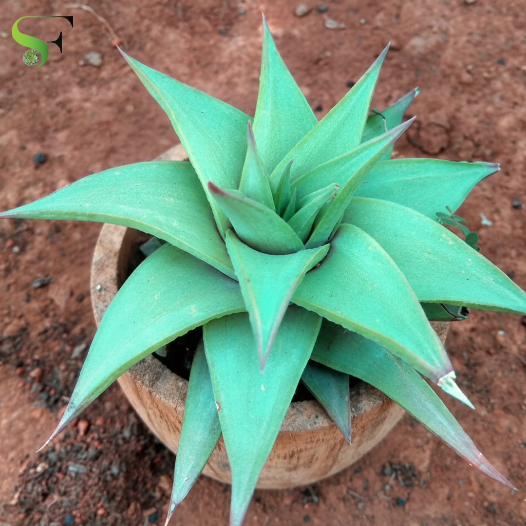 Haworthia - H118