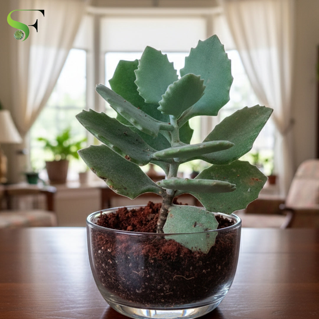 Kalanchoe Kalamill Millotii
