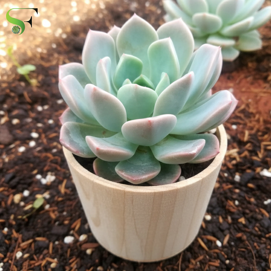 echevaria succulent Echeveria Elegans – Succulent Factory India