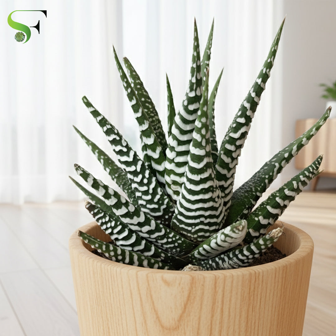 Zebra Haworthia