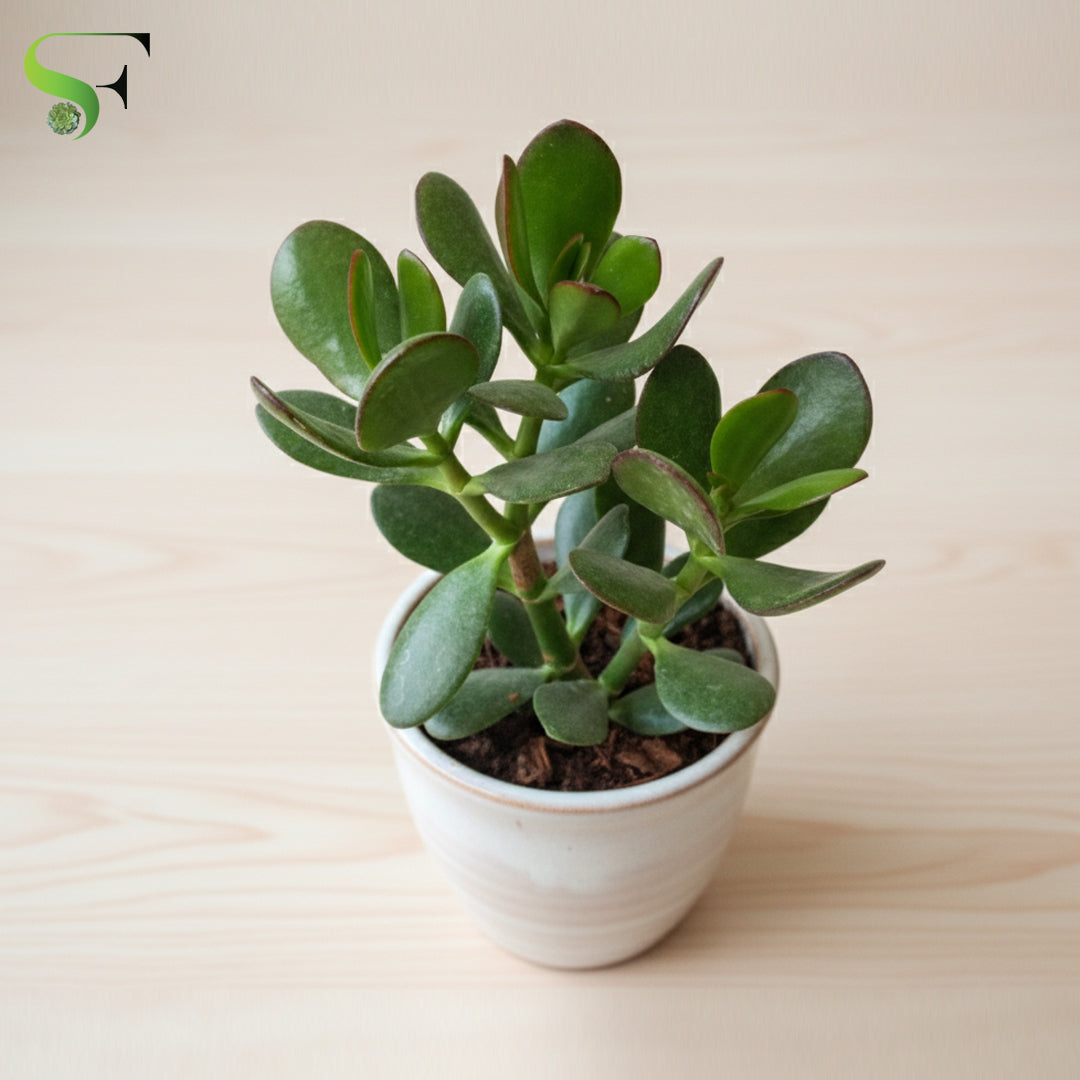 jade plant crassula argentea Crassula ovata – Succulent Factory India