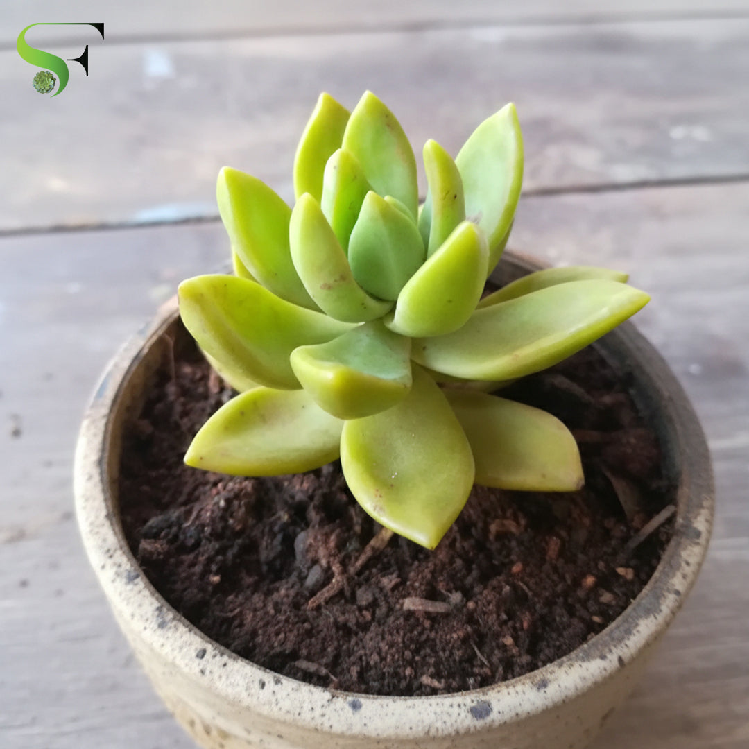 Sedum Adolphii