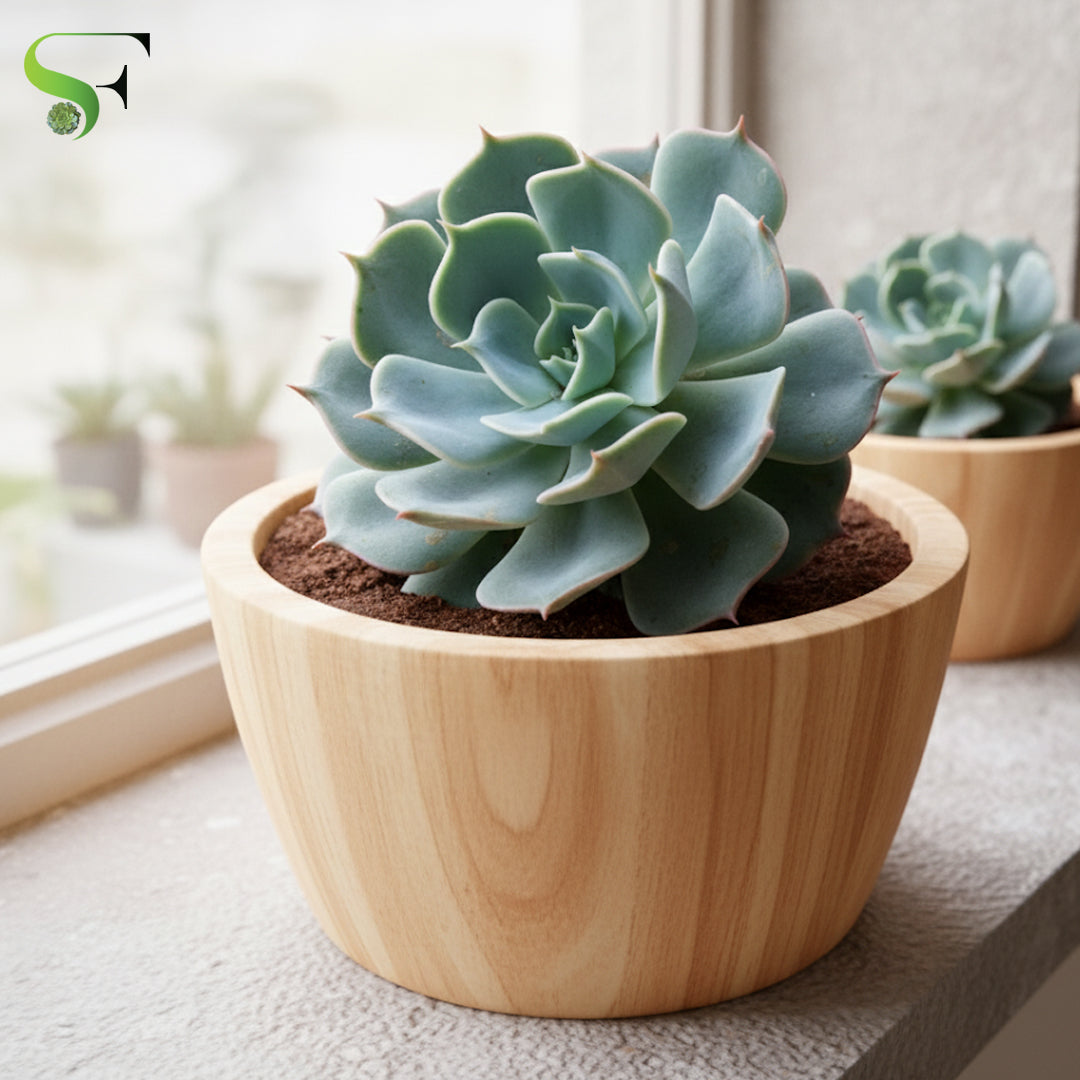 blue sky succulent Echeveria Blue Sky – Succulent Factory India
