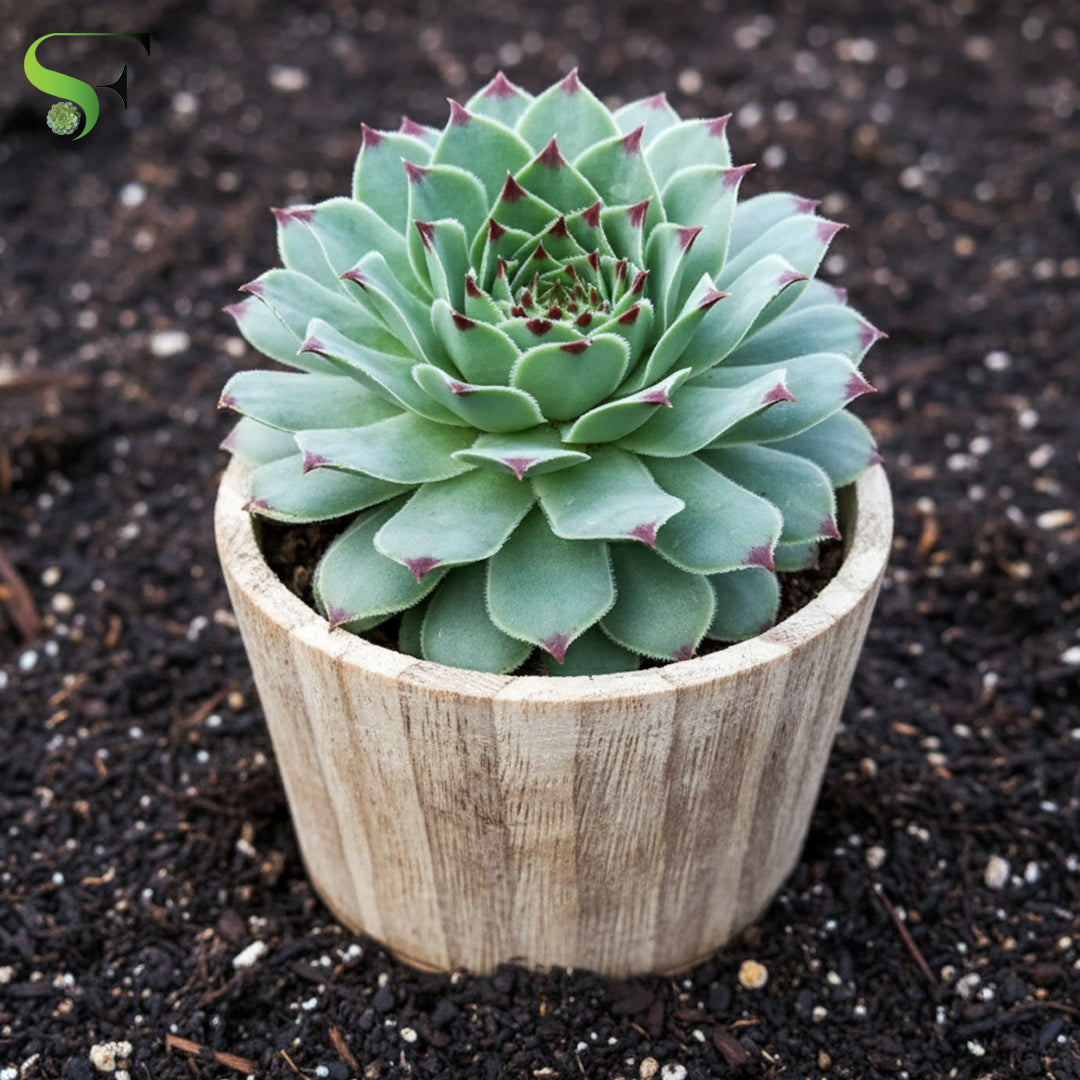 red beauty succulent Sempervivum 'Red Beauty' (Hens & Chicks)