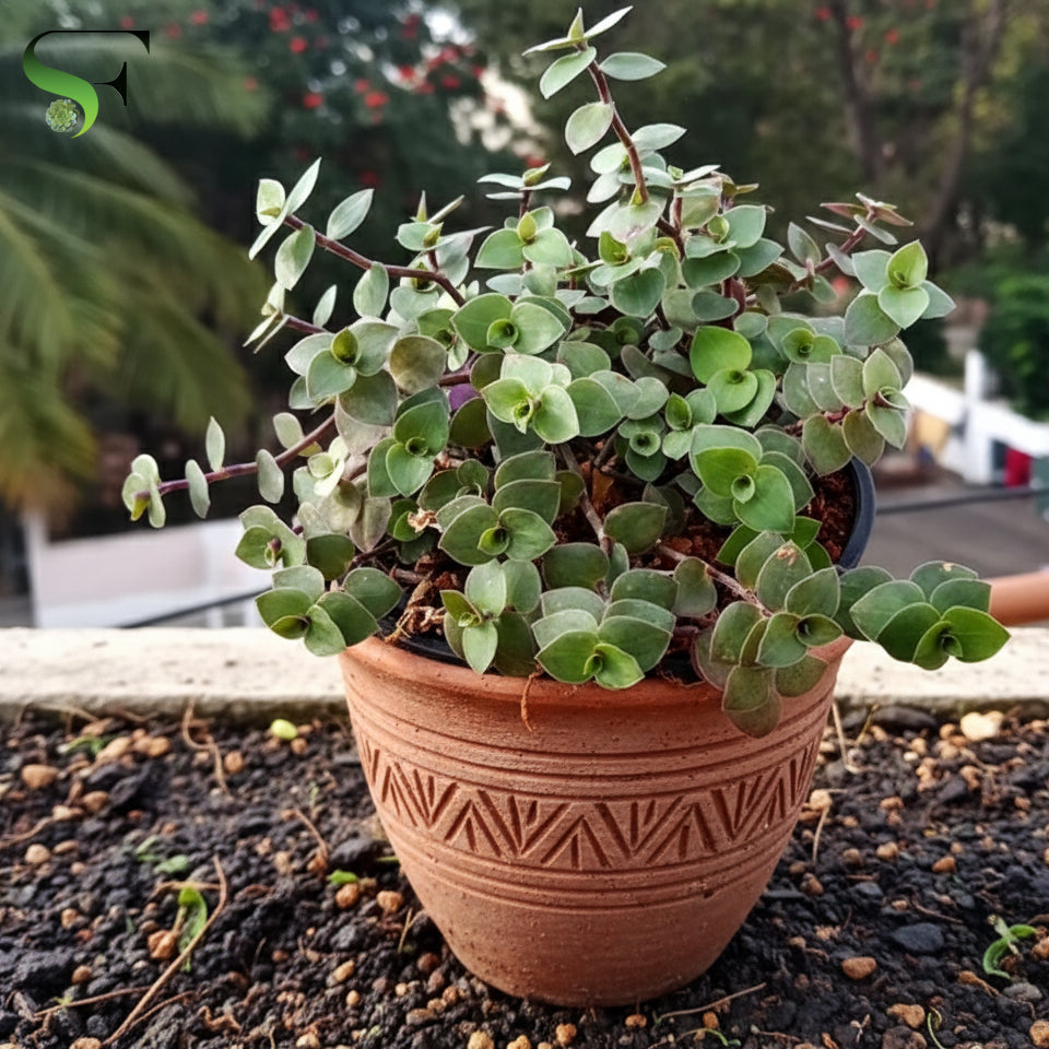 turtle vine potting mix Callisia Repens (Turtle Vine) – Succulent Factory India