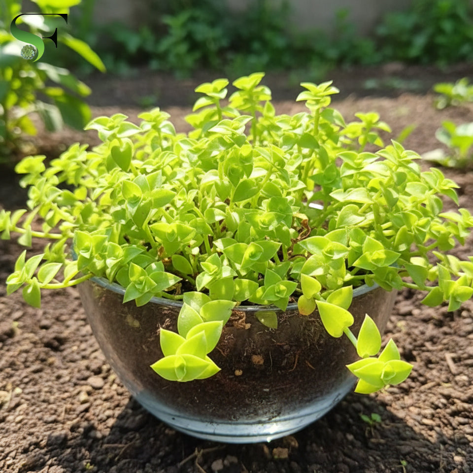 turtle vine succulent Turtle Vine Green – Succulent Factory India