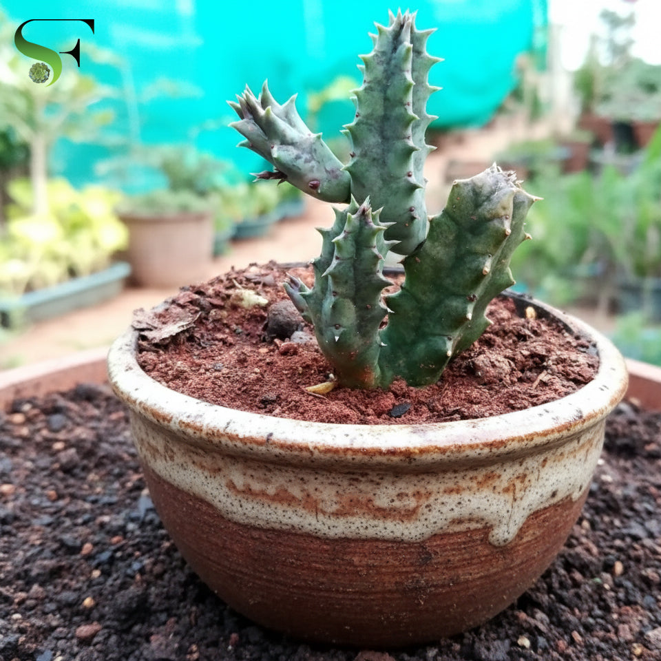 Euphorbia Fimbriata