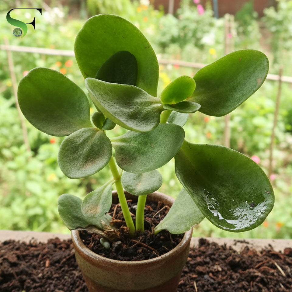 kalanchoe jade plant Kalanchoe