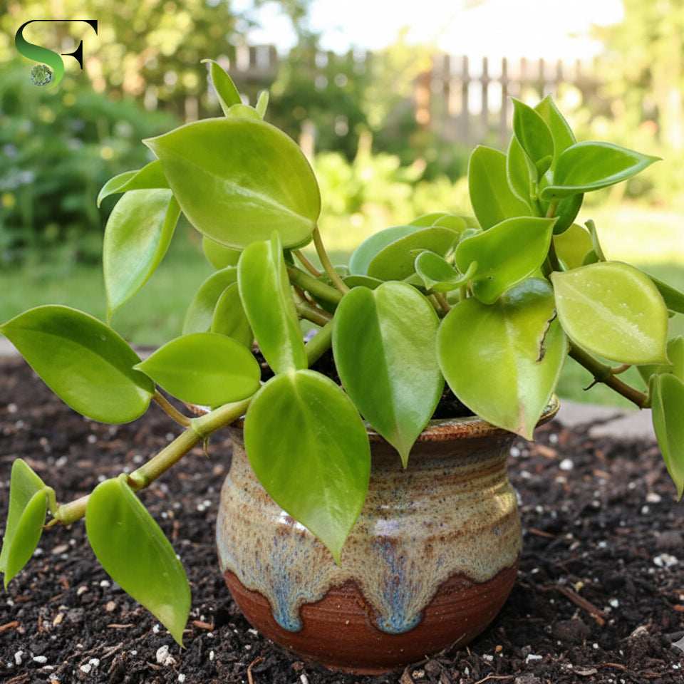 Cupid Peperomia – Succulent Factory India
