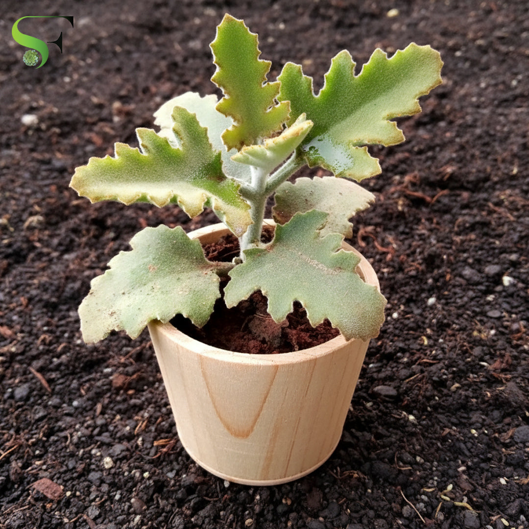 oak leaf succulent Kalanchoe 'Oak Leaf' – Succulent Factory India