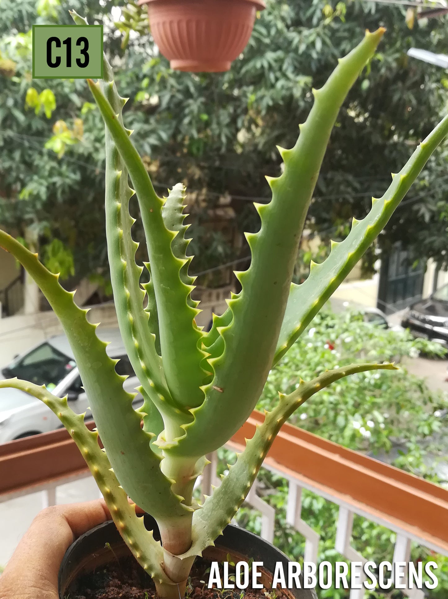 Aloe Arborescens