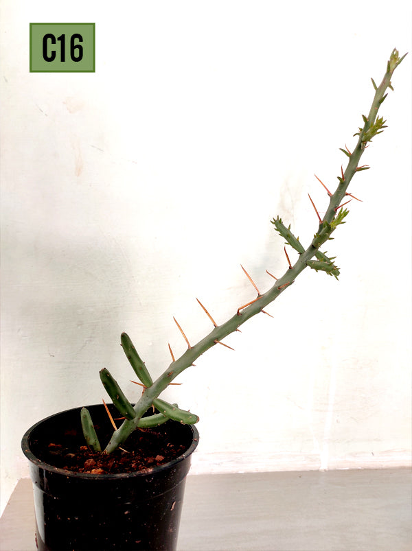 Penicil Cholla Cactus