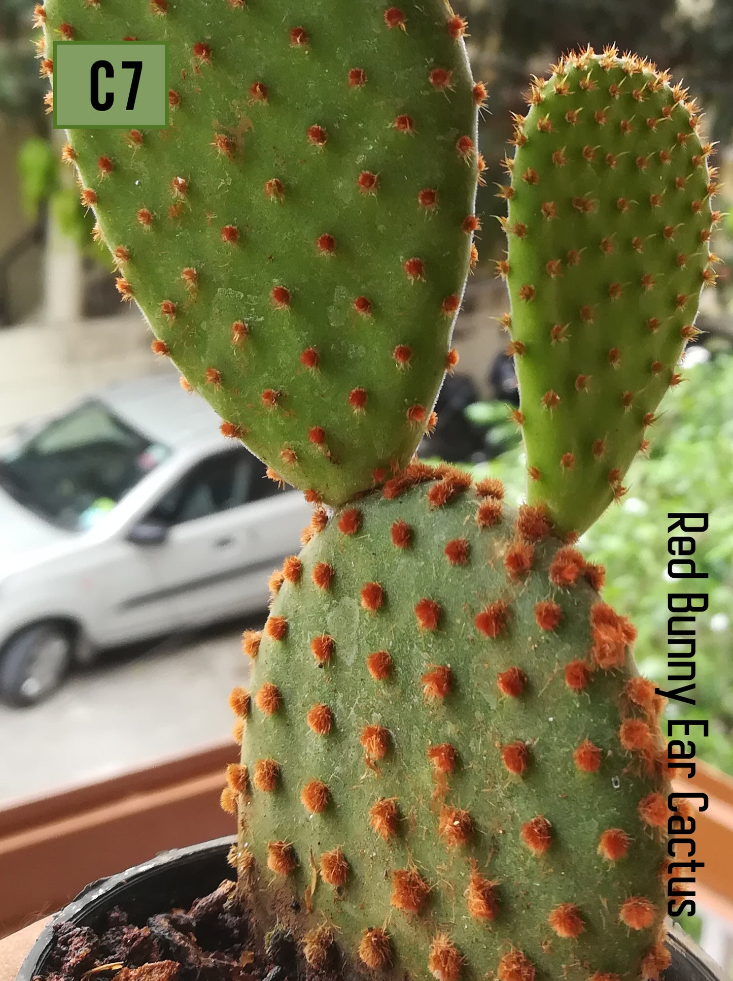 Opuntia RED