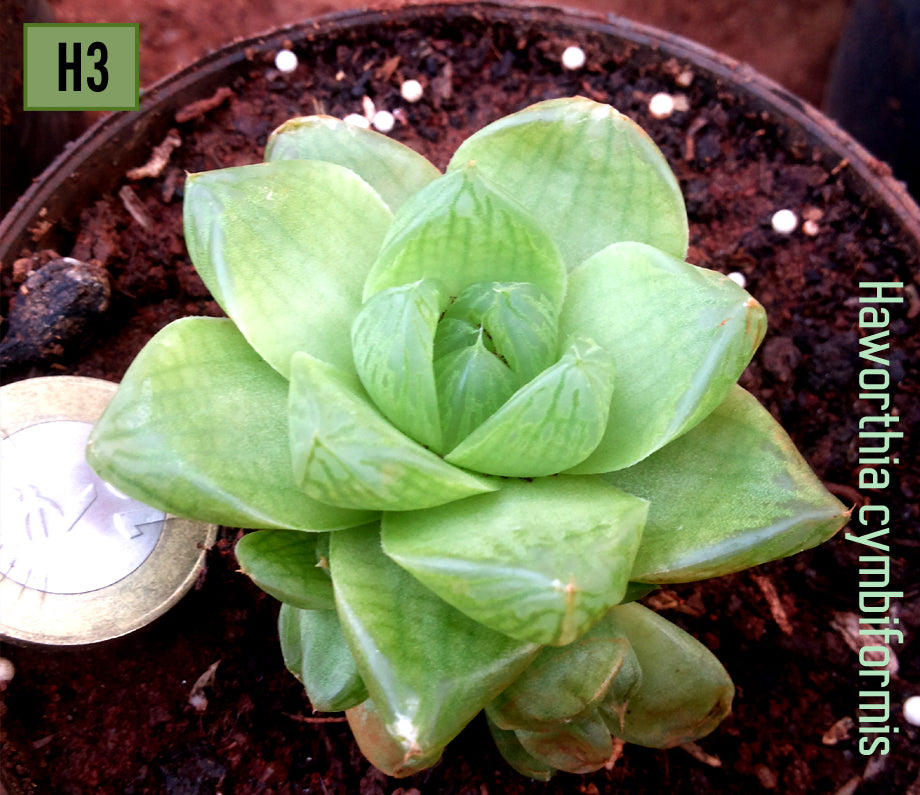 Haworthia Cymbiformis - H3