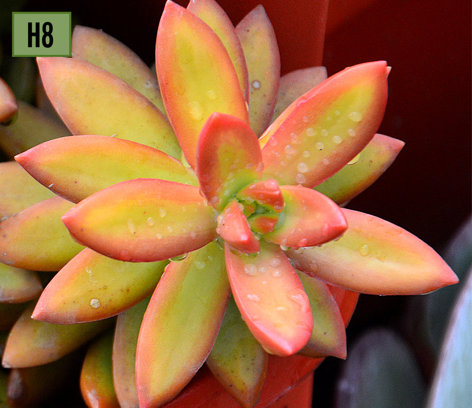 Sedum Adolphii 'Firestorm'