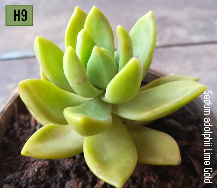 Sedum Adolphii