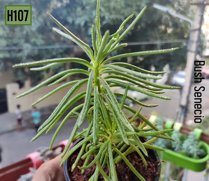 Senecio Talinoides (Green Chalk Sticks)