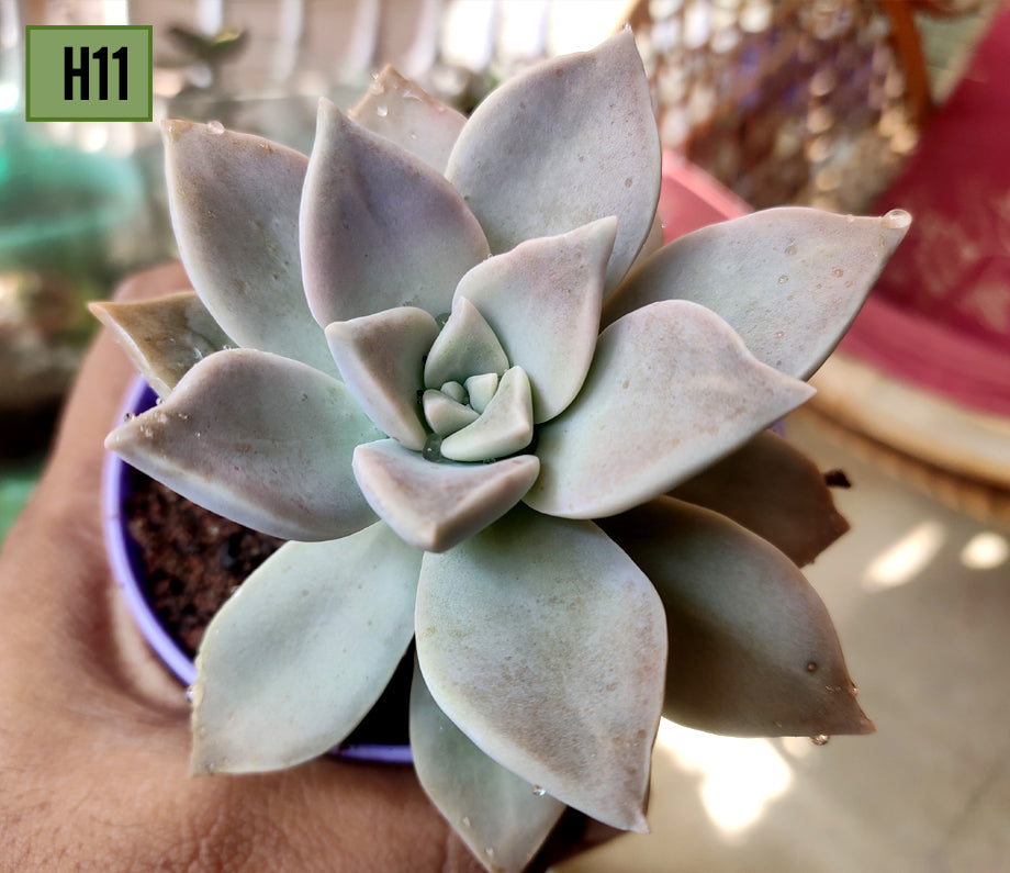Graptopetalum paraguayense H11