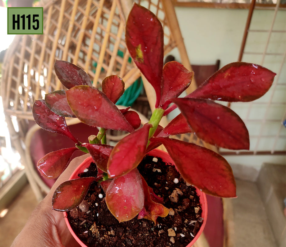 Euphorbia Bicompacta