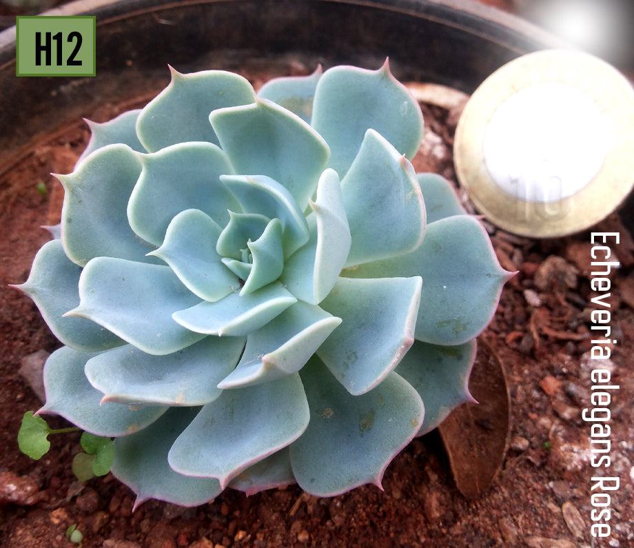Echeveria Blue Sky
