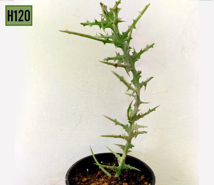 Euphorbia Stenoclada Baill