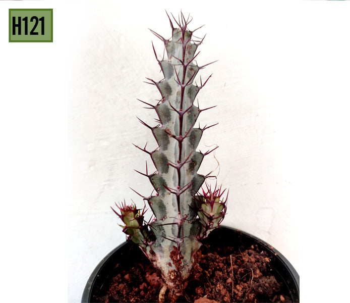 Euphorbia aeruginosa H121