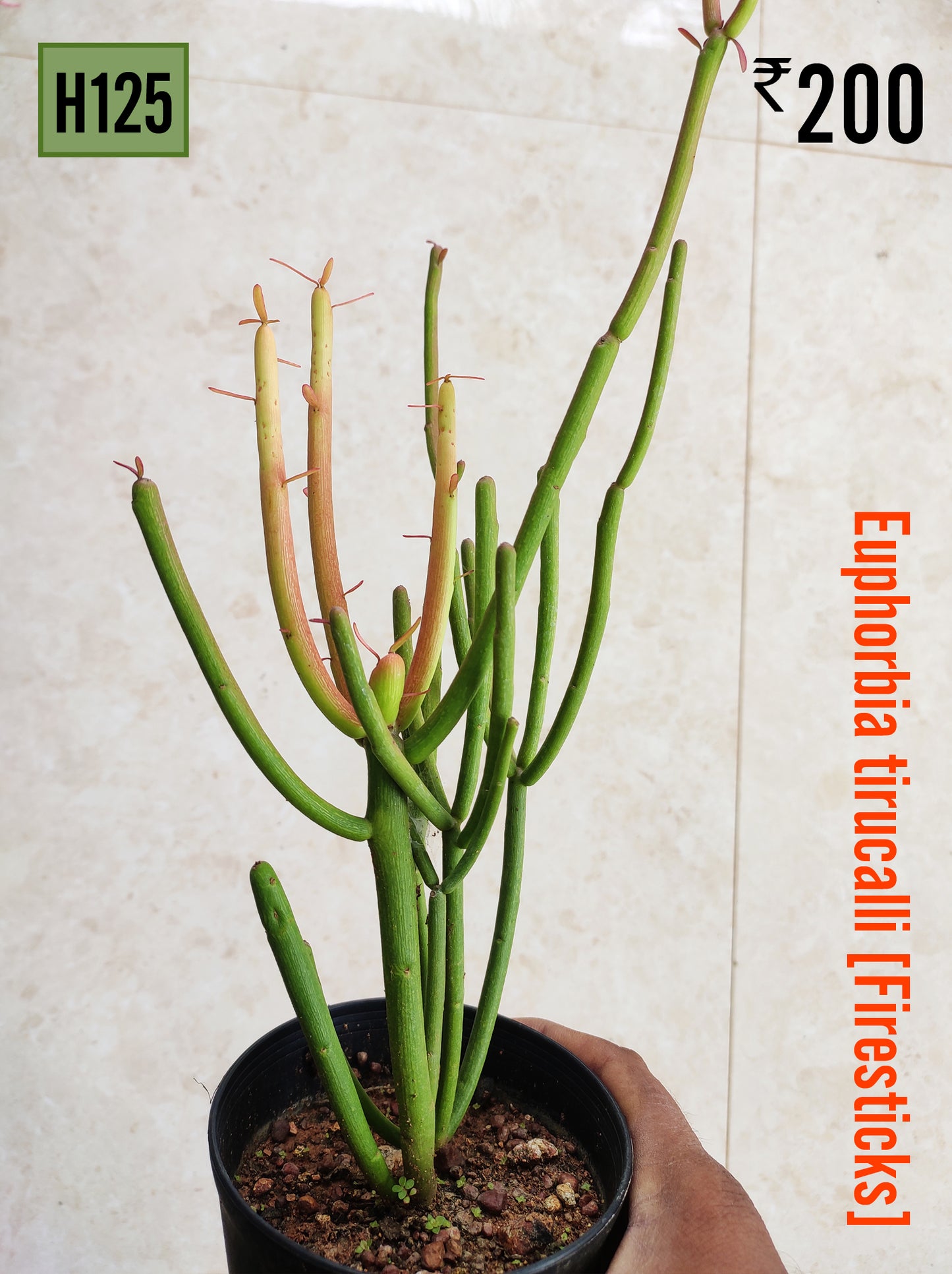 Euphorbia Tirucalli 'Firesticks'