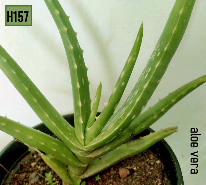 aloe vera plant in india Aloe Vera – Succulent Factory India