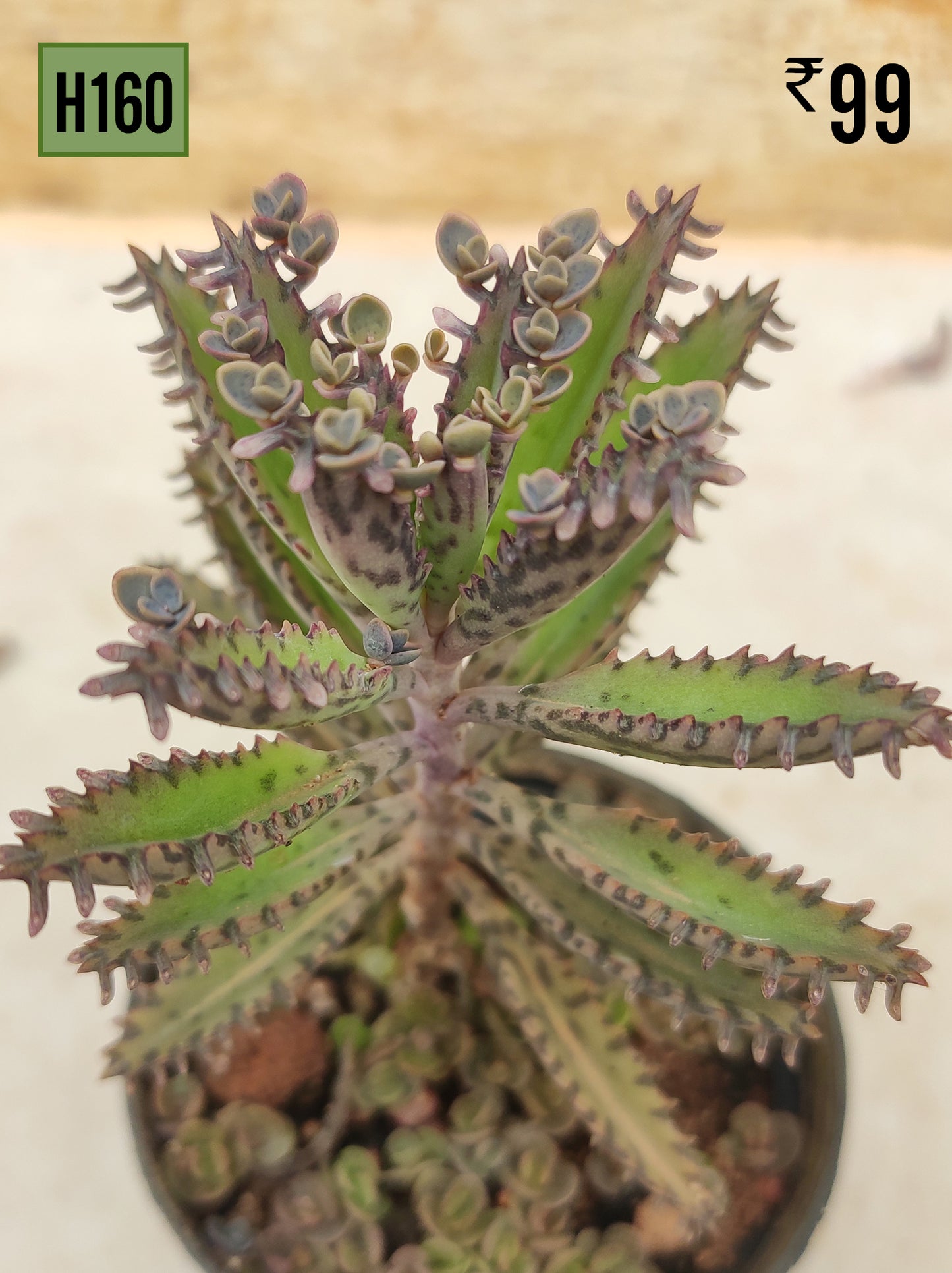 Kalanchoe Delagoensis - Mother of Millions