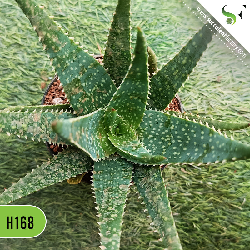 Aloe Spots N Dots - H168