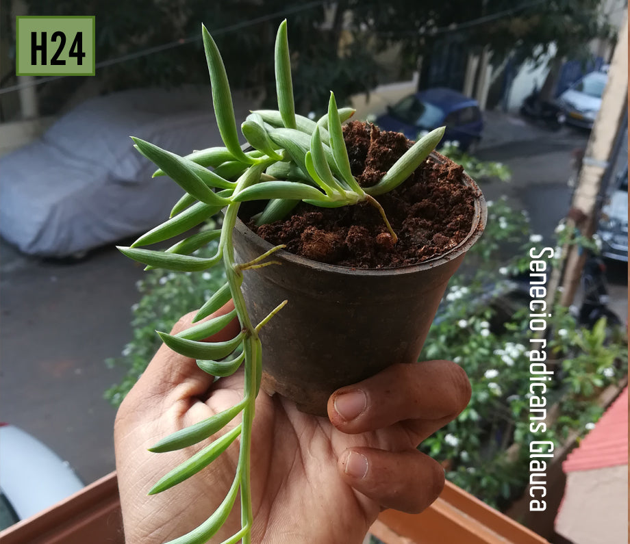 Senecio radicans “String of Bananas”