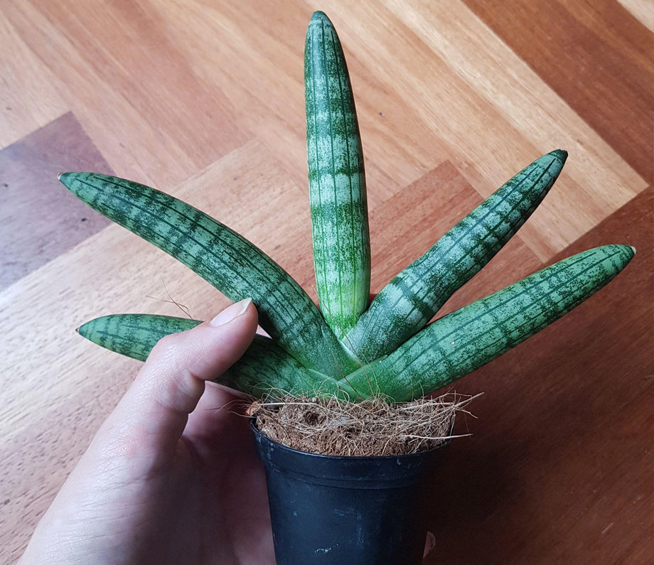 Sansevieria Cylindrica Boncel | Snake Plant - H300
