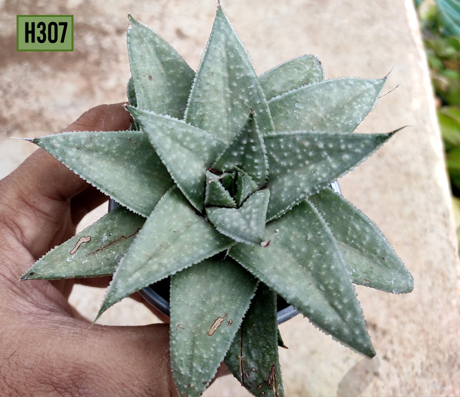 Haworthia Savanna - H307