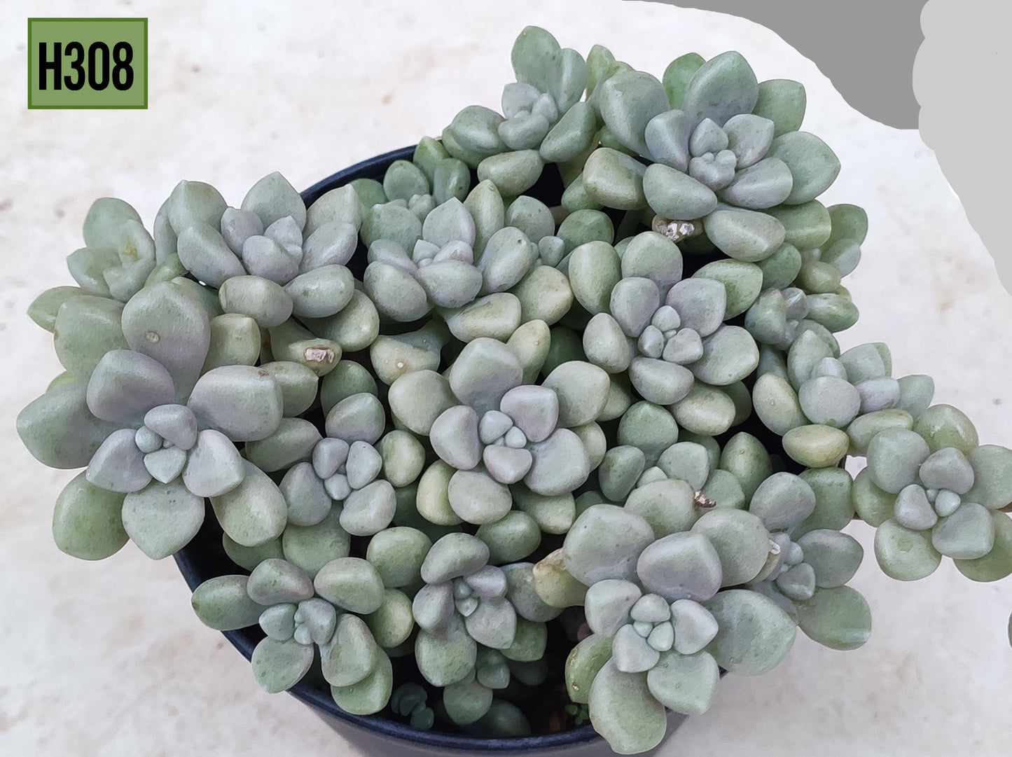 Sedum